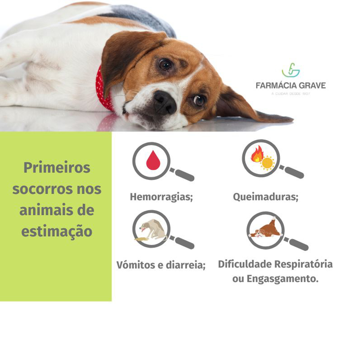 Primeiros Socorros nos Animais de Estimação